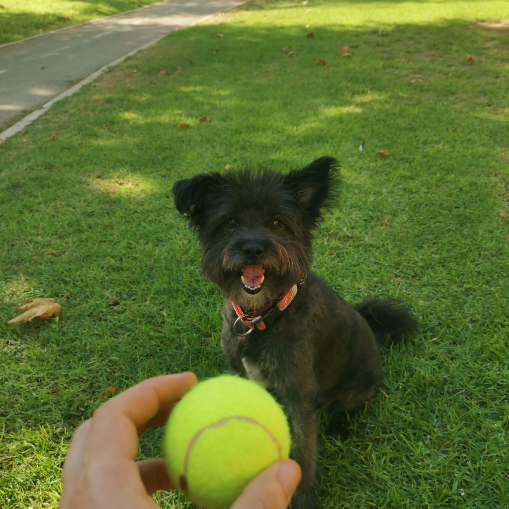 Boten, a happy Zuko & Co customer's dog