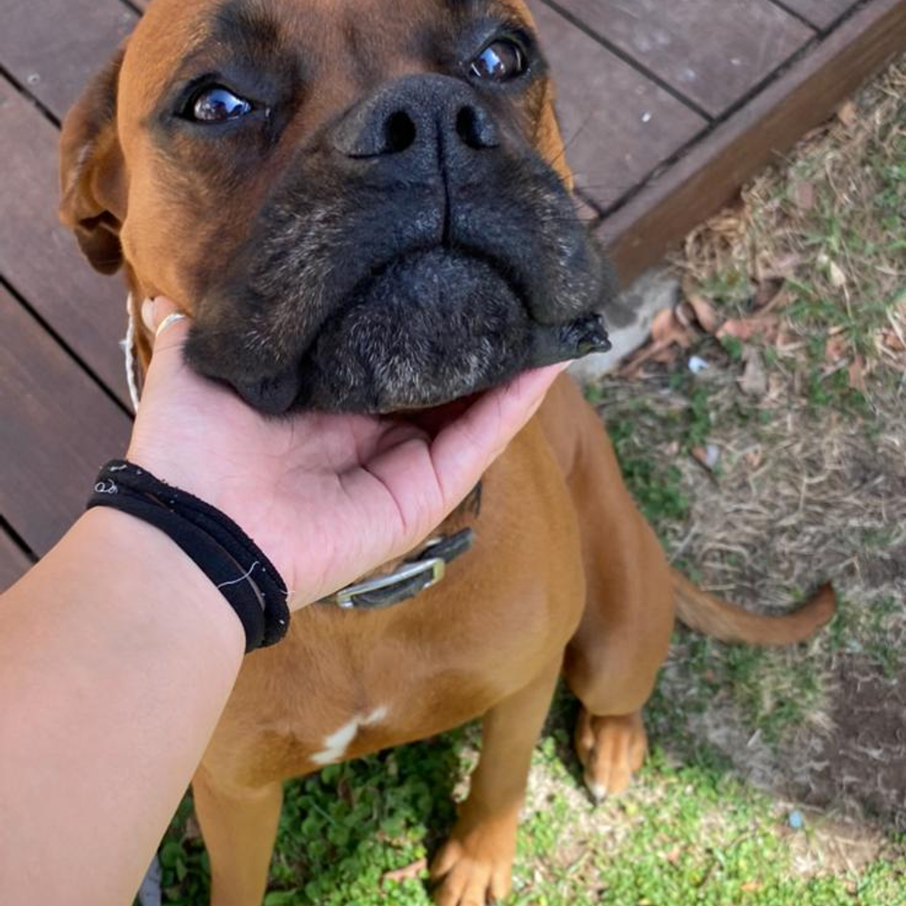 Bruno, a happy Zuko & Co customer's dog