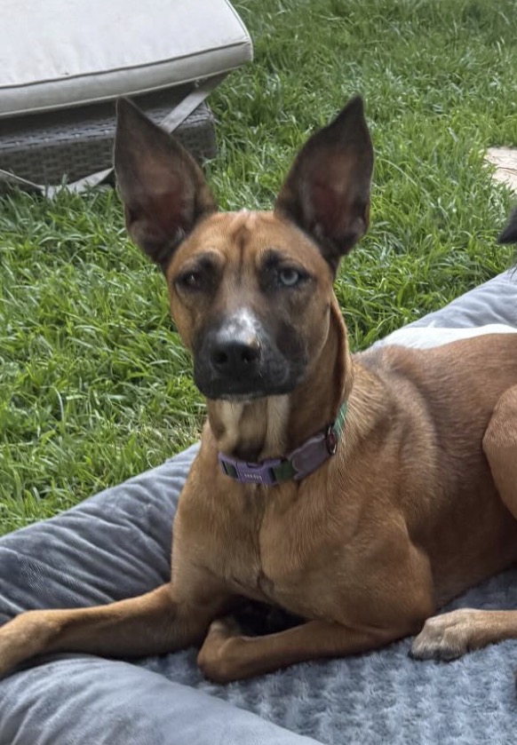 Gigi, a happy Zuko & Co customer's dog