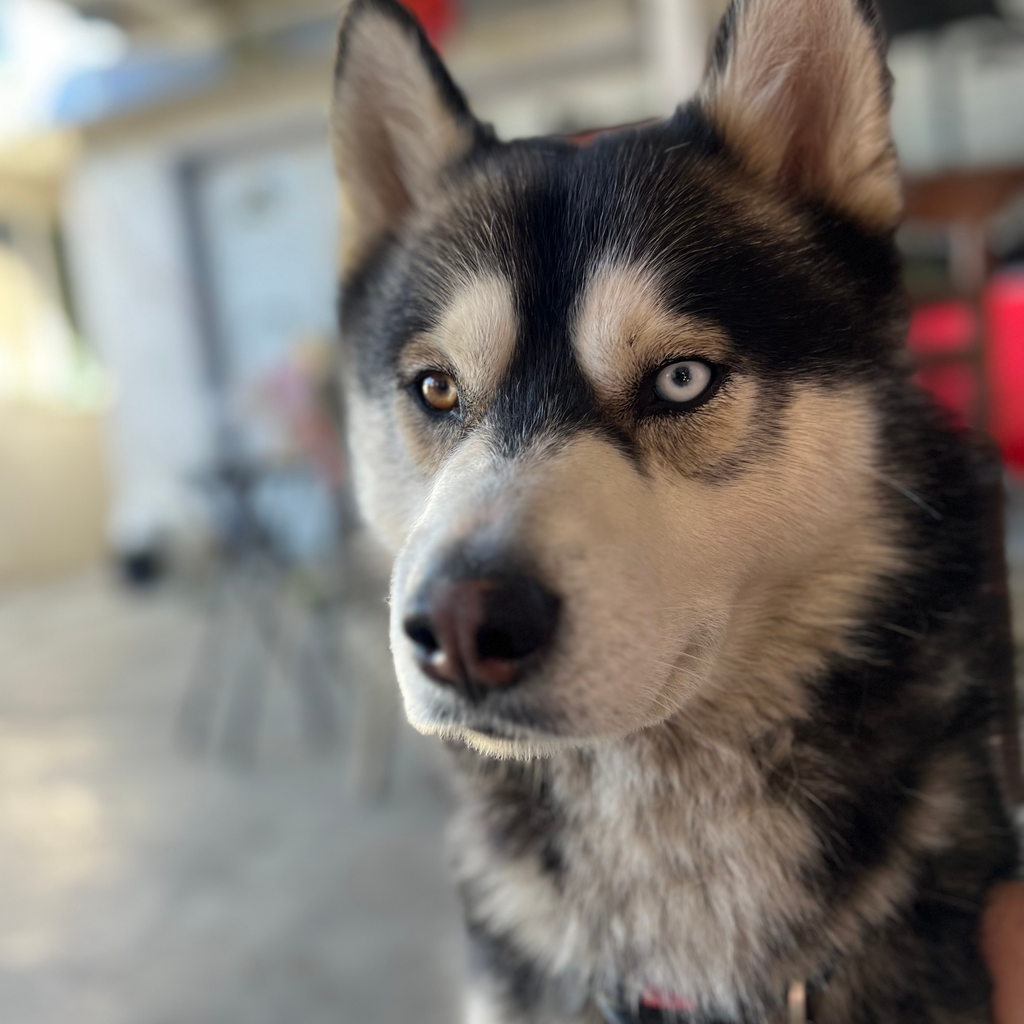 Kenu - original photo