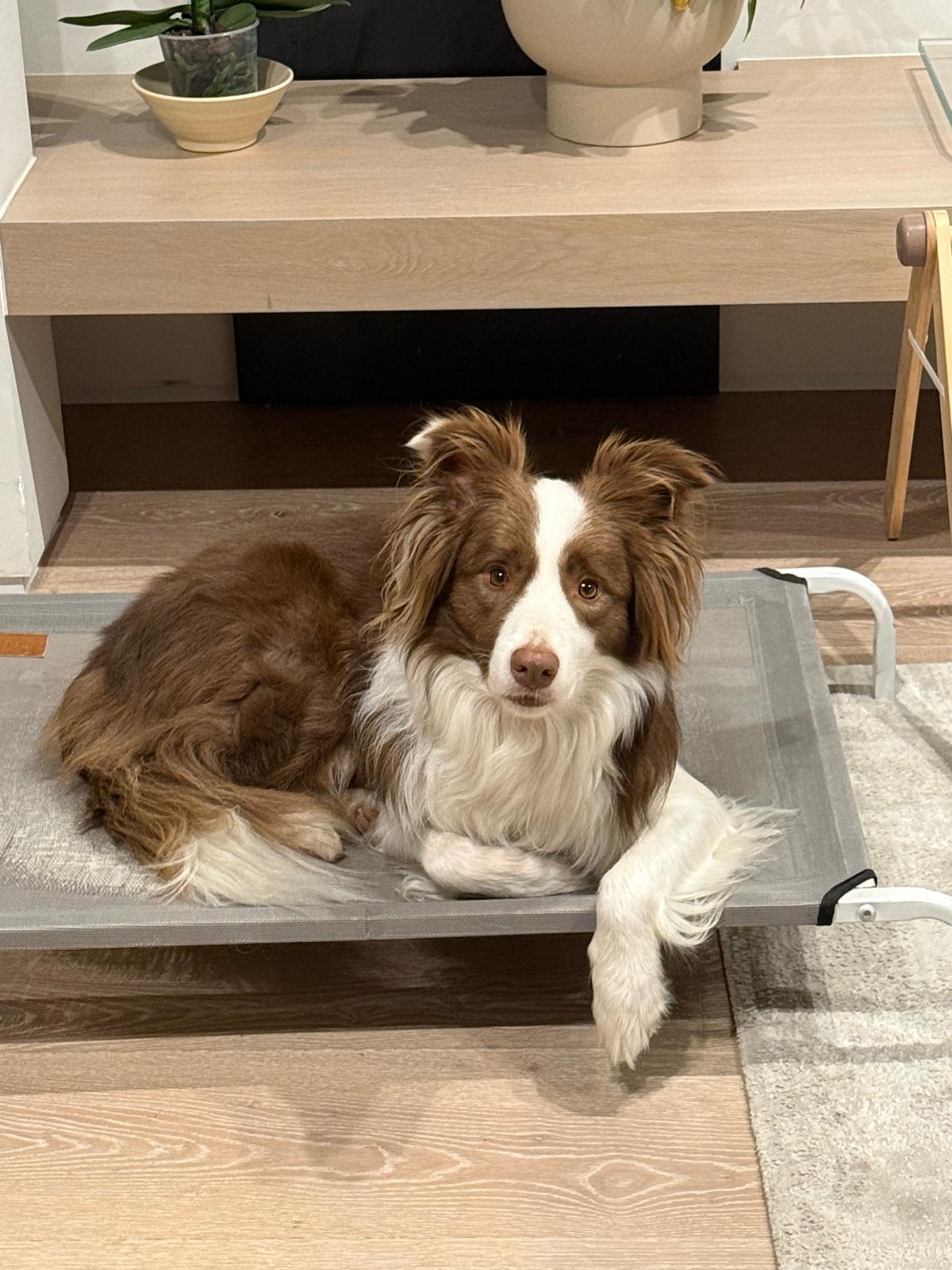 Mapo the dog