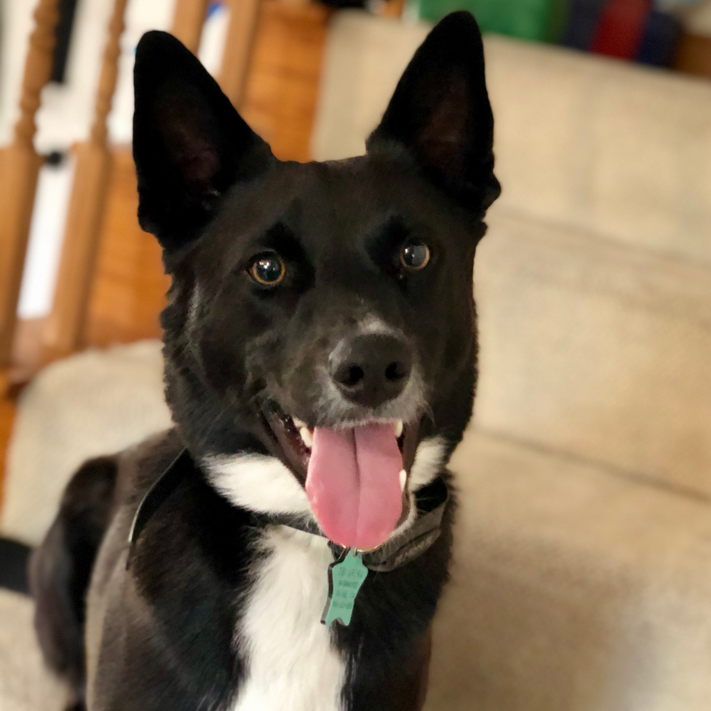 Obi - original photo